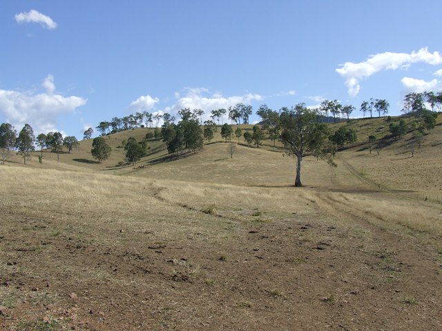 Sale Bull Paddock
